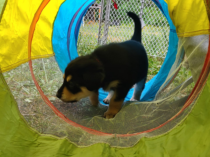 chinook dog